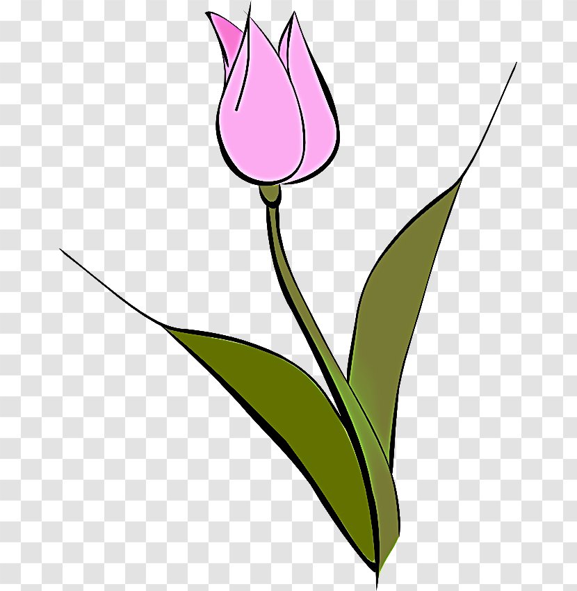 Lily Flower Cartoon - Tulip - Anthurium Family Transparent PNG