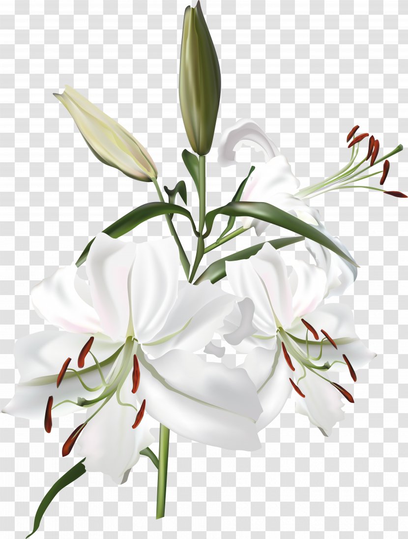 Lilium White - Flower Bouquet - Lily Transparent PNG