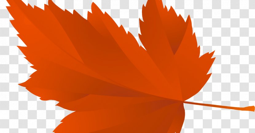 Vector Graphics Maple Leaf Tree Image Transparent PNG