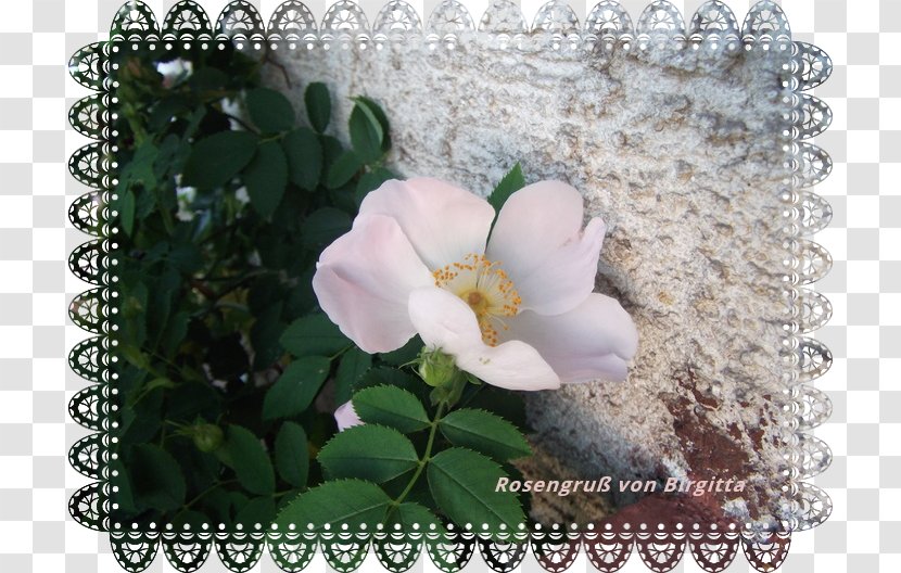 Floribunda Cabbage Rose Shrub Flora Art - Plant - Juni Transparent PNG