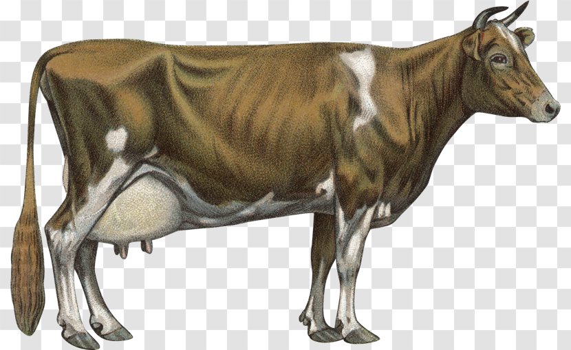 Jersey Cattle Guernsey Chillingham Holstein Friesian Brown Swiss - Toros Transparent PNG