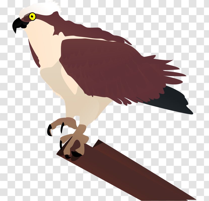 Bird Osprey Drawing Clip Art - Scalable Vector Graphics - Shellfish Clipart Transparent PNG