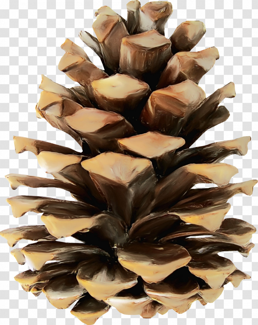 Conifer Cone Pine Wood Tree /m/083vt Transparent PNG