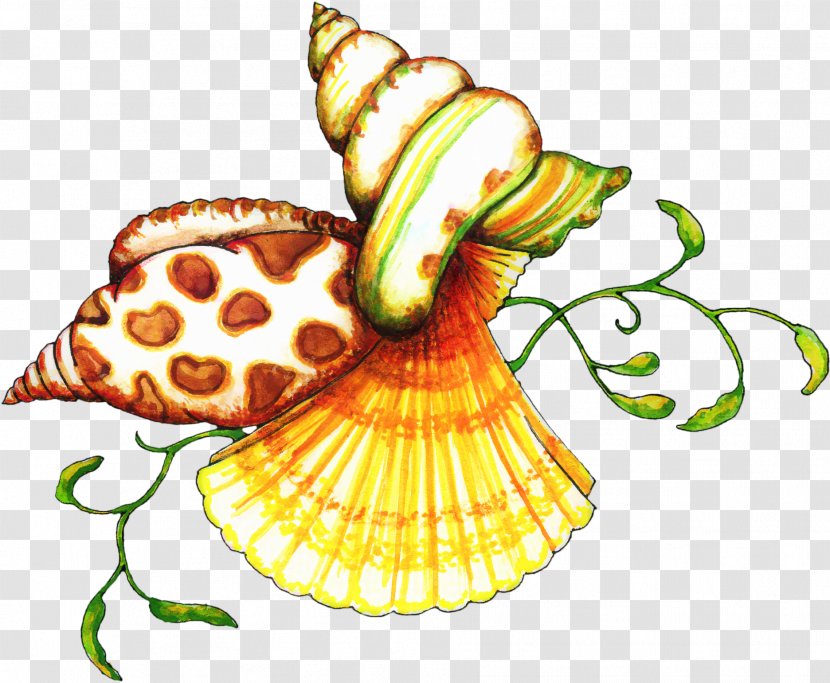 Clip Art Seashell Openclipart Free Content Image - Drawing - Public Domain Transparent PNG