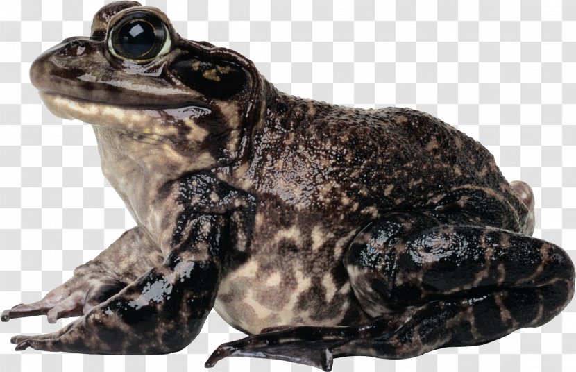 American Bullfrog Toad - Photography - Frog Transparent PNG