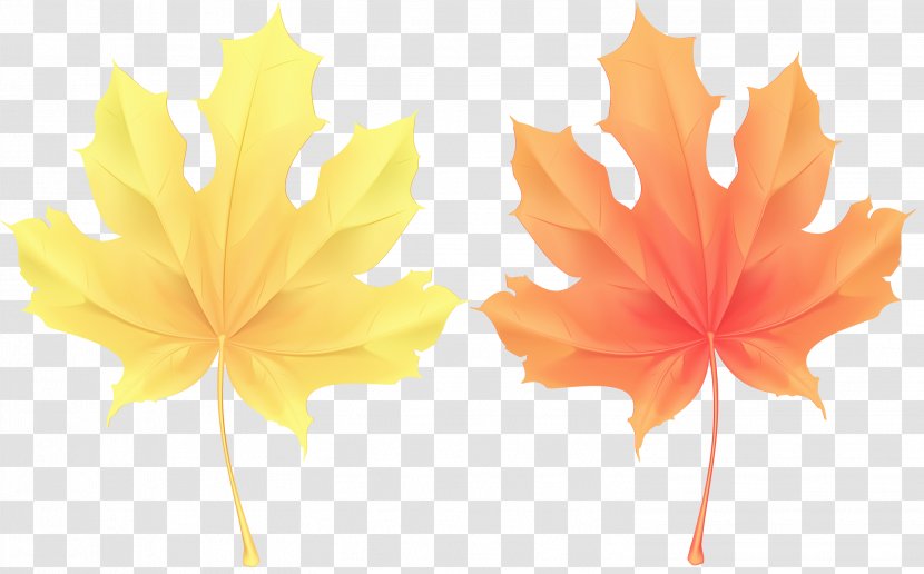 Maple Leaf - Flower Transparent PNG