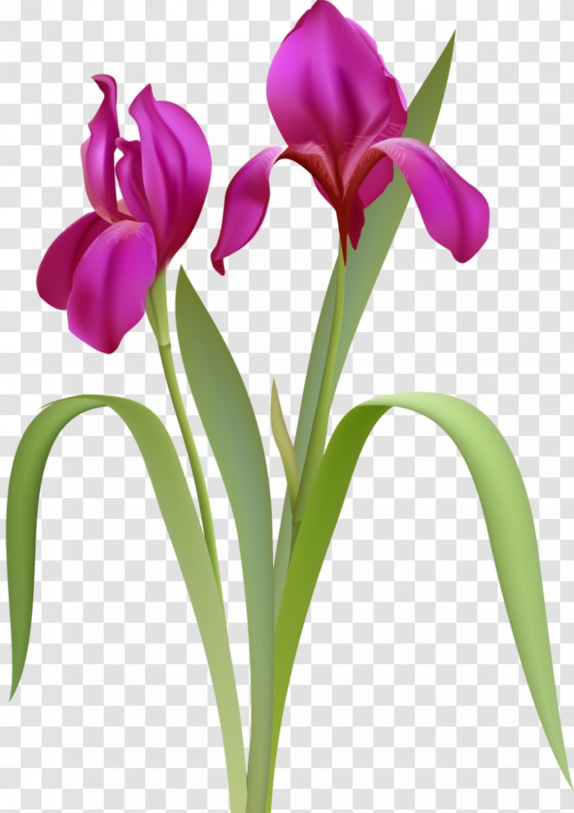 Cut Flowers Cattleya Orchids Plant Stem Bud - Violet - Purple Transparent PNG