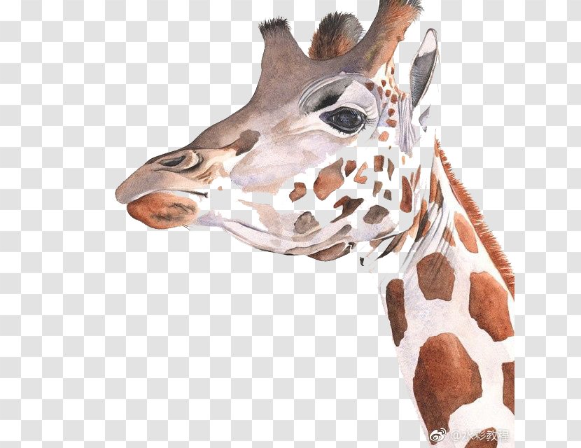 Giraffe Watercolor Painting Art Drawing - Cartoon Transparent PNG
