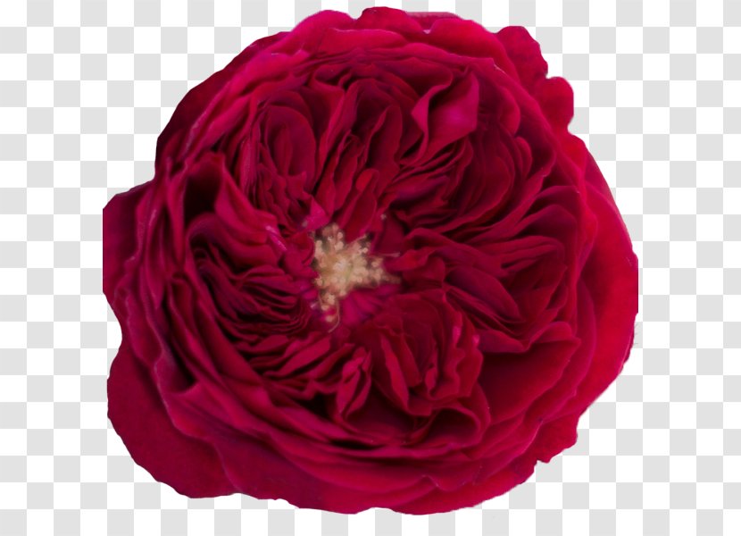 Garden Roses Cabbage Rose Floribunda - Pink - King Spider Orchid Transparent PNG