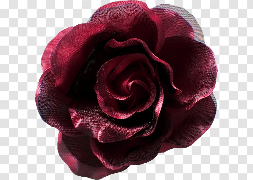 Garden Roses Cabbage Rose Floribunda Cut Flowers Petal - Order - Log Texture Transparent PNG