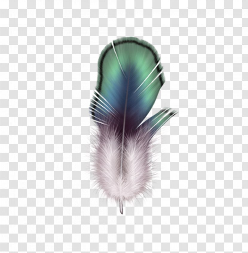 Firebird Feather Drawing - Organism Transparent PNG