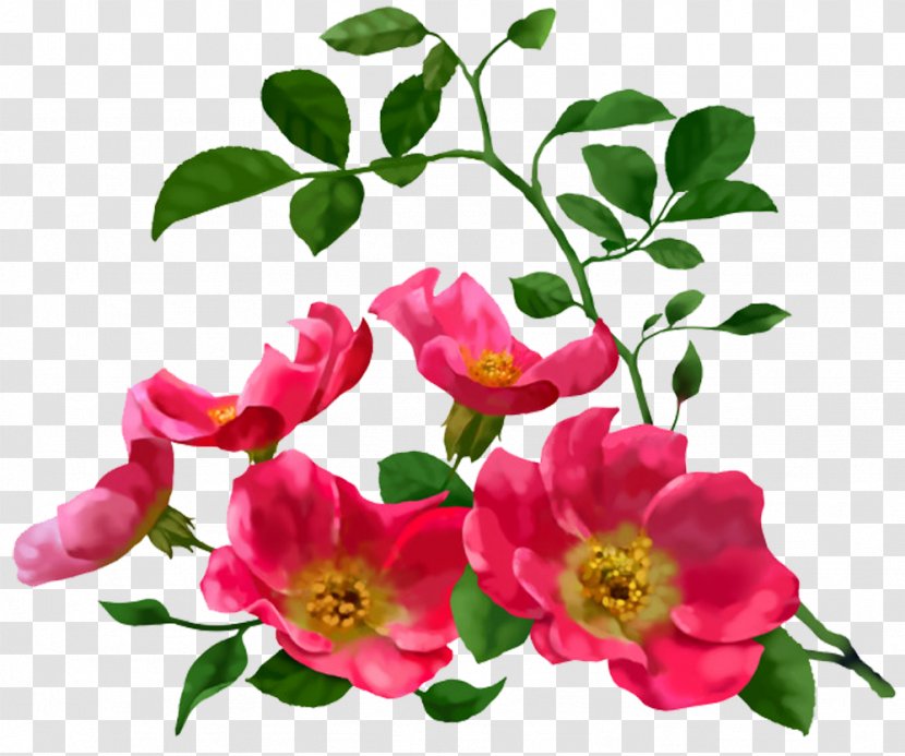 Flower Stock Illustration - Garden Roses - Bouquet Of Periwinkle Picture Material Transparent PNG