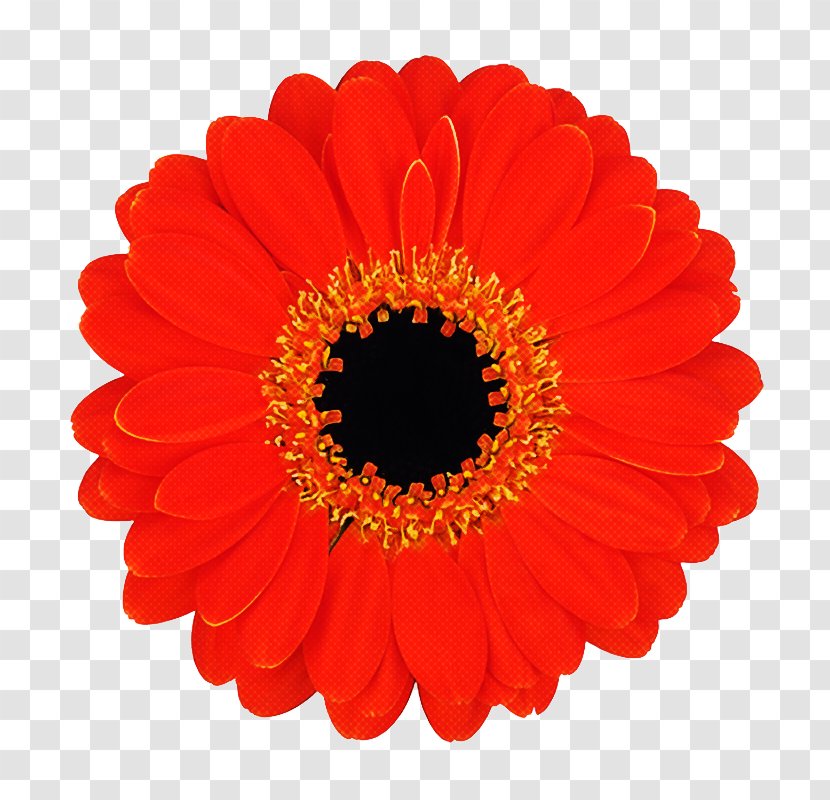 Flowers Background - Barberton Daisy - Perennial Plant Asterales Transparent PNG