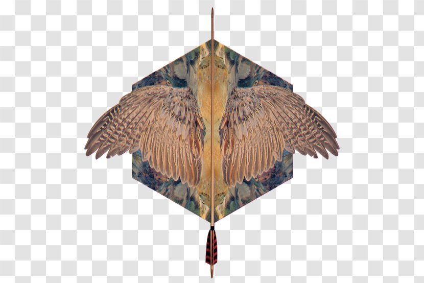 Bird Feather Wing - Beak Transparent PNG