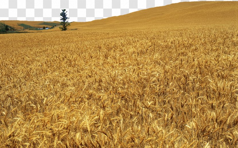 Barley Wheat Harvest Caryopsis Soybean - Wide Fields Transparent PNG