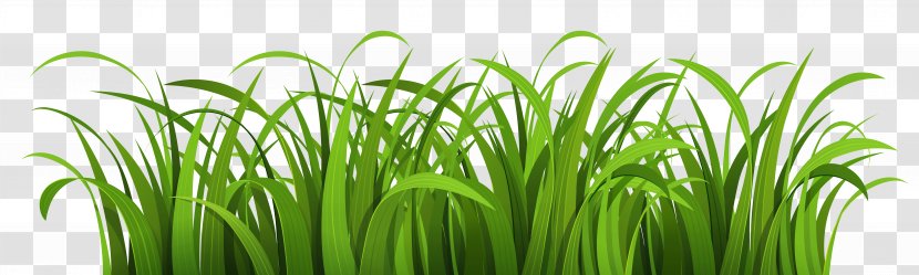 Clip Art - Sweet Grass - Vector Transparent PNG