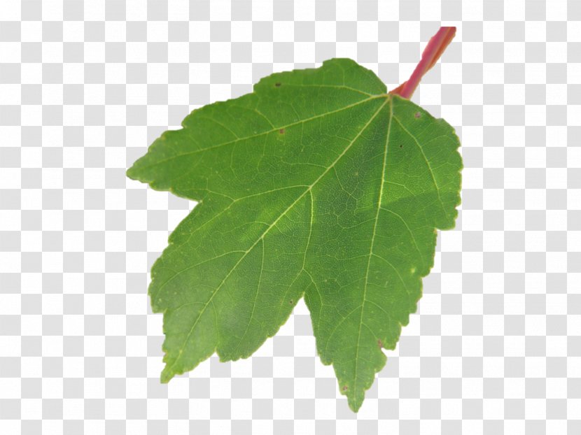 Grape Leaves Plane Trees Leaf Grapevines Tree Family Transparent PNG