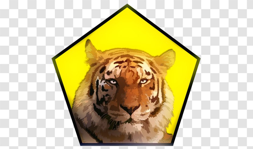 Pombia Safari Park Tiger Zoo - Whiskers - Head Transparent PNG