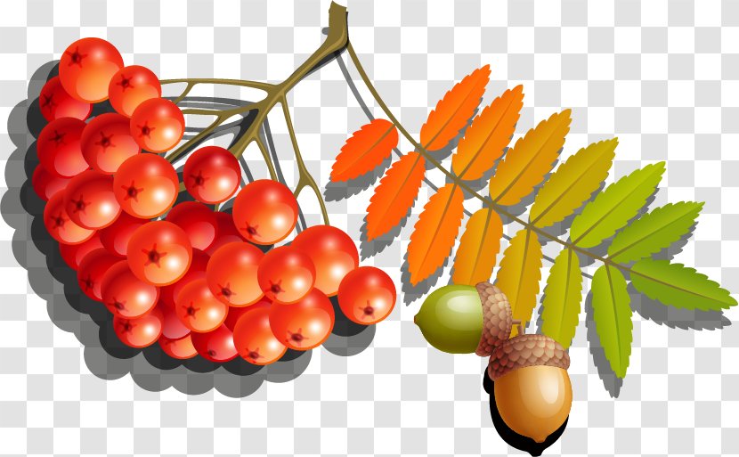Euclidean Vector - Cranberry - Autumn Berries Material Free Dig Transparent PNG