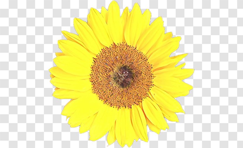 Sunflower - Petal - Cut Flowers Pollen Transparent PNG