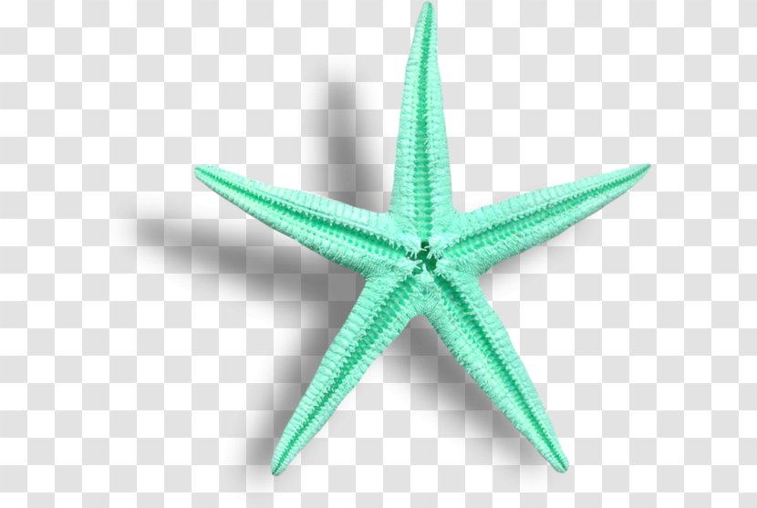 Starfish Cartoon - Invertebrate - Floating Transparent PNG