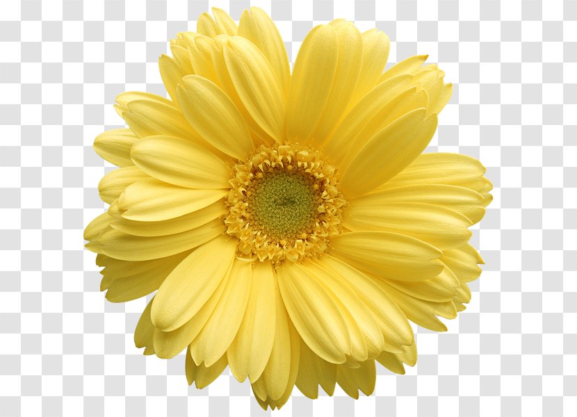 Stock Photography Transvaal Daisy Common Clip Art - Royaltyfree - Flower Transparent PNG