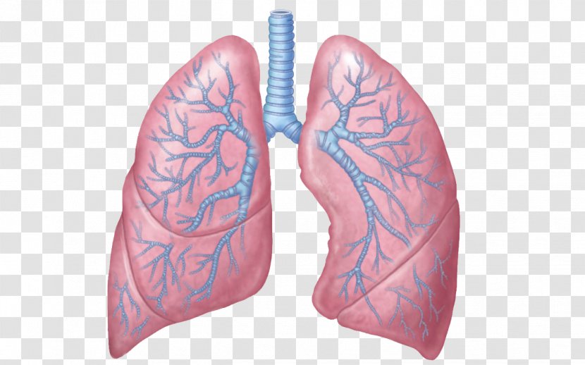 Lung Respiratory System Tract Anatomy Respiration - Frame - Lungs Transparent Images Transparent PNG