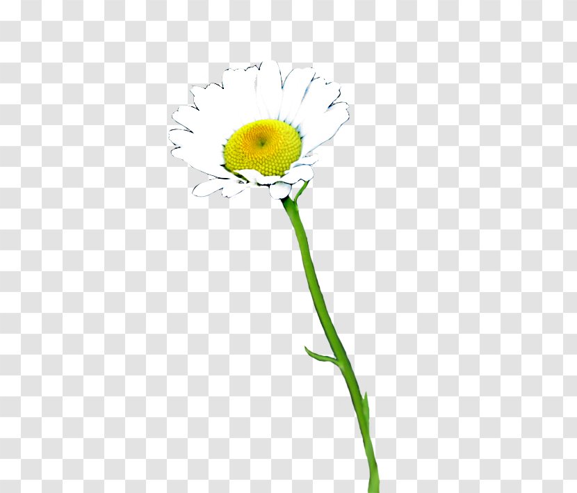 Common Daisy Oxeye Sunflower Cut Flowers Petal - Yellow - Plant Stem Transparent PNG
