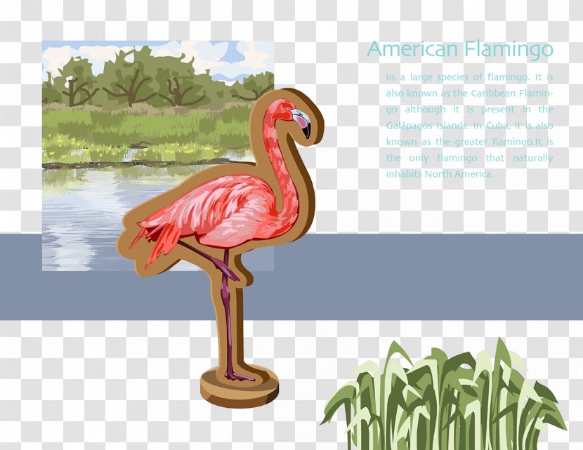 Beak - Water Bird - Fauna Transparent PNG