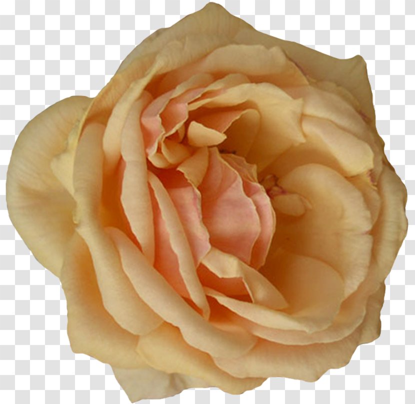 Garden Roses Cabbage Rose Floribunda Cut Flowers Petal - Beige Flower Transparent PNG