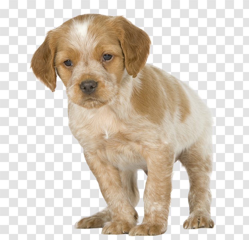 Brittany Dog Puppy Golden Retriever Yorkshire Terrier Breed - Carnivoran Transparent PNG