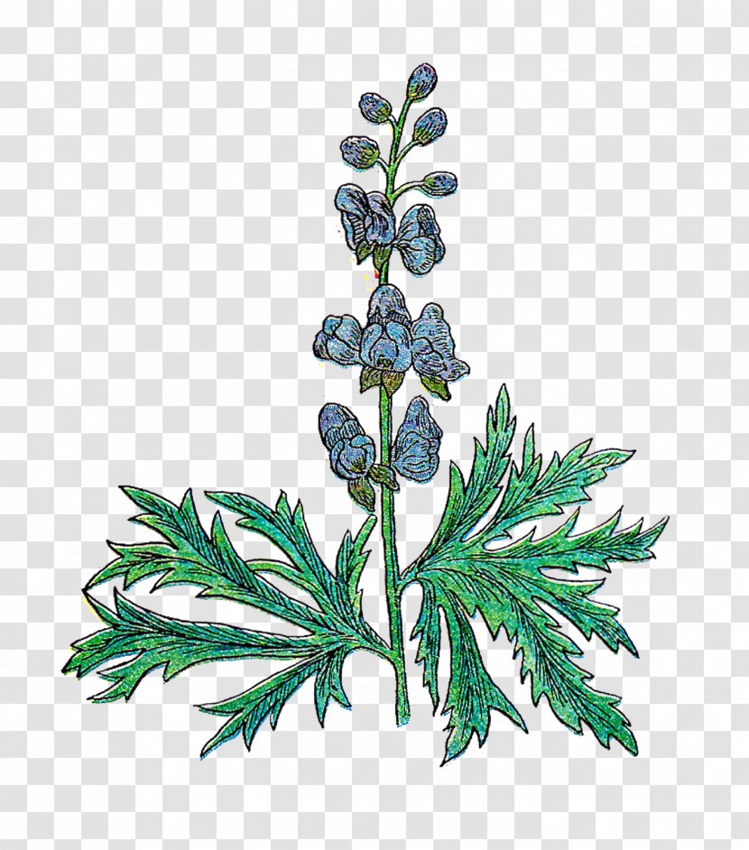 Herb Medicinal Plants Rosemary Clip Art - Leaf - Vintage Cliparts Transparent PNG