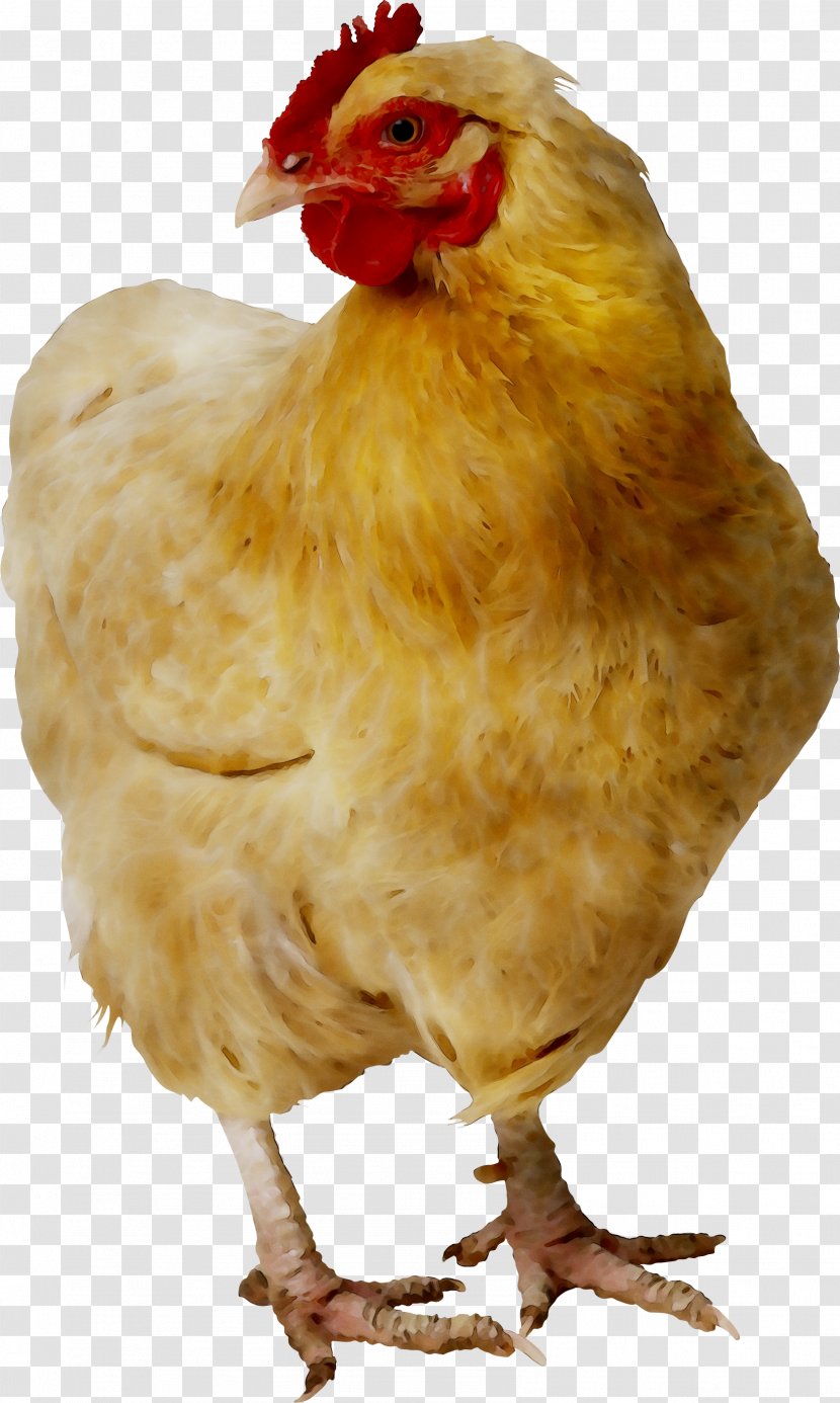 Chicken As Food Cornish Fried Plymouth Rock - Roast Transparent PNG
