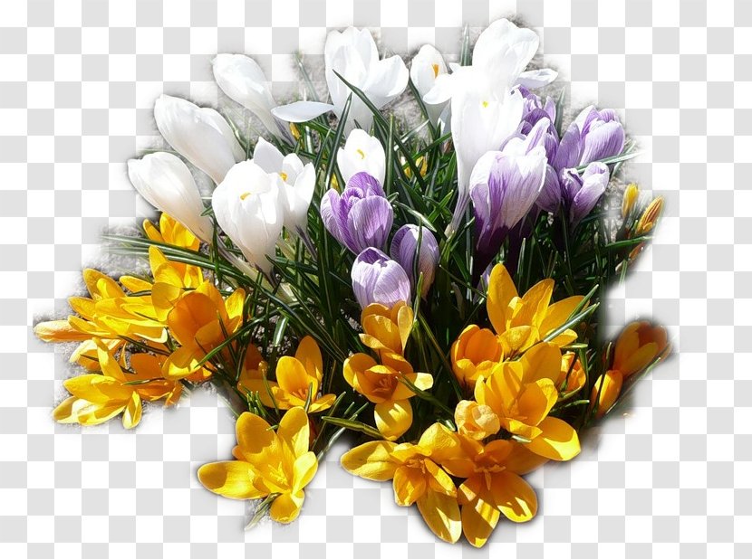 Crocus Flower Bouquet Cut Flowers - Flowering Plant Transparent PNG