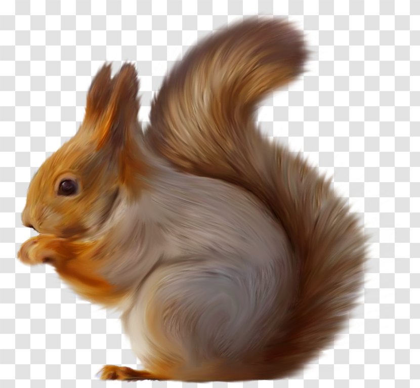 Tree Squirrels Squirrel Seeks Chipmunk Clip Art - Animal - Fauna Transparent PNG