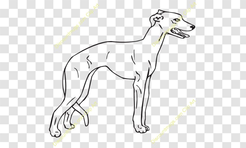 Whippet Italian Greyhound Spanish Sloughi Dog Breed - Galgo Espa%c3%b1ol Transparent PNG