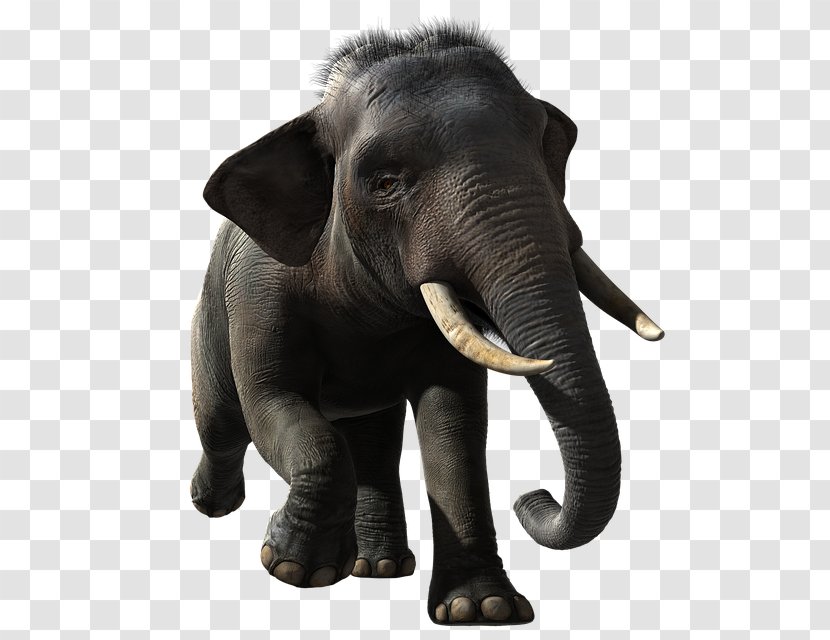 Indian Elephant - Ear - Working Animal Transparent PNG