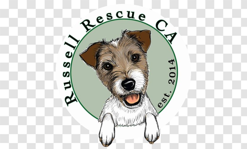 Cairn Terrier Norwich Puppy Jack Russell Schnoodle - Companion Dog Transparent PNG