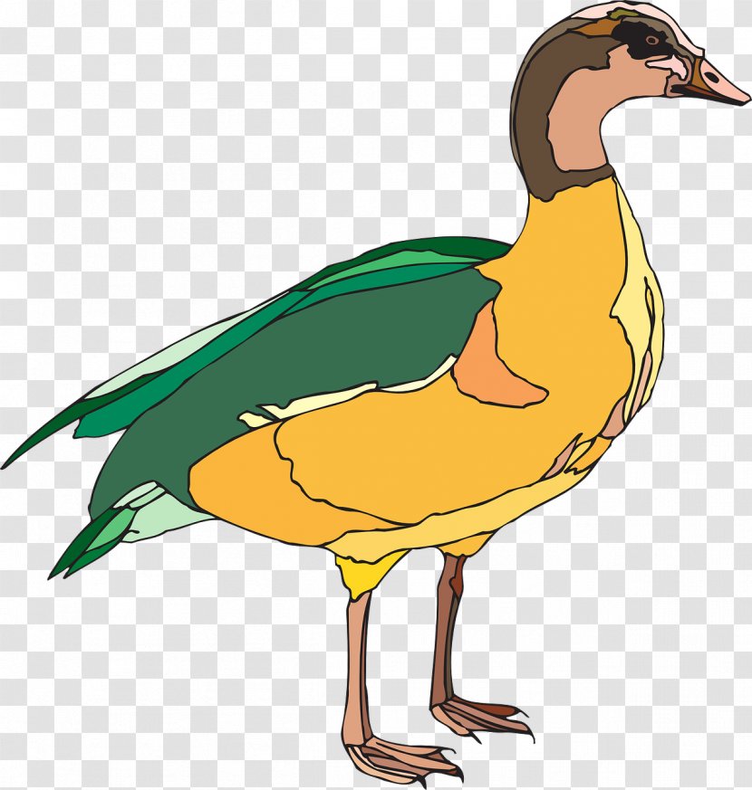 Domestic Duck Bird Green Clip Art Transparent PNG