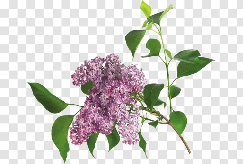 Lilac Flower Clip Art - Plant Transparent PNG