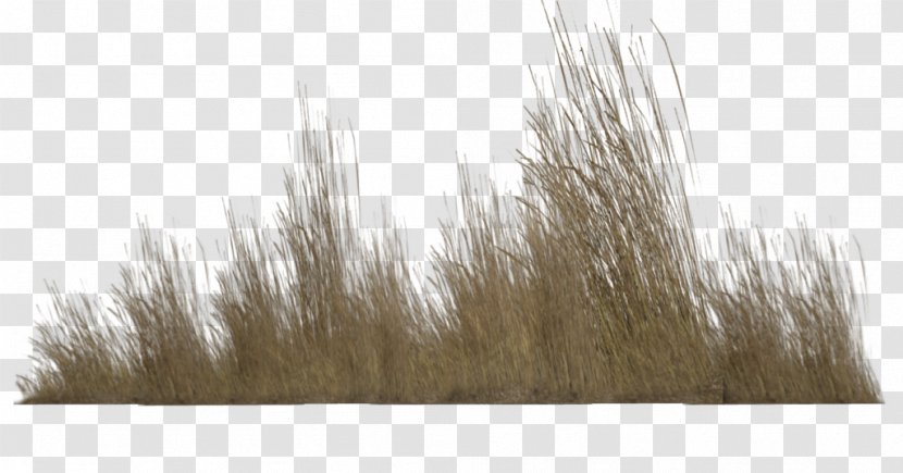 Desktop Wallpaper Clip Art - Wildflower - Meadow Transparent PNG