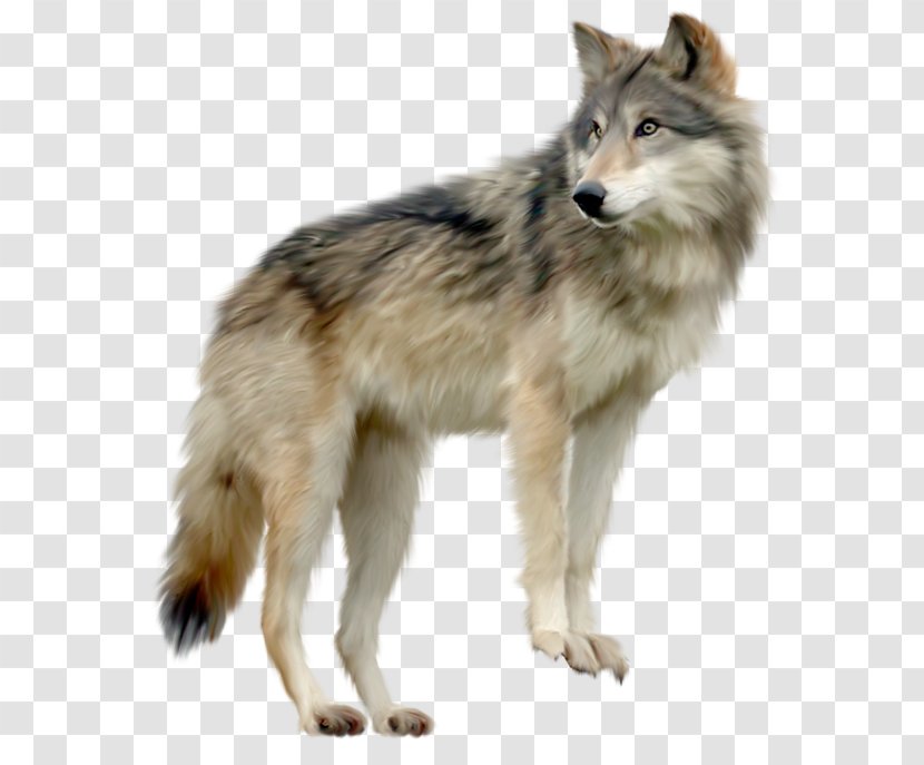 Saarloos Wolfdog Tamaskan Dog Utonagan Northern Inuit Canadian Eskimo - Wolf Images Transparent PNG