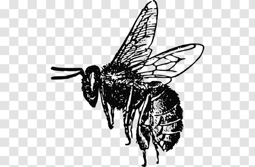 European Dark Bee Insect Clip Art Vector Graphics - Artwork Transparent PNG