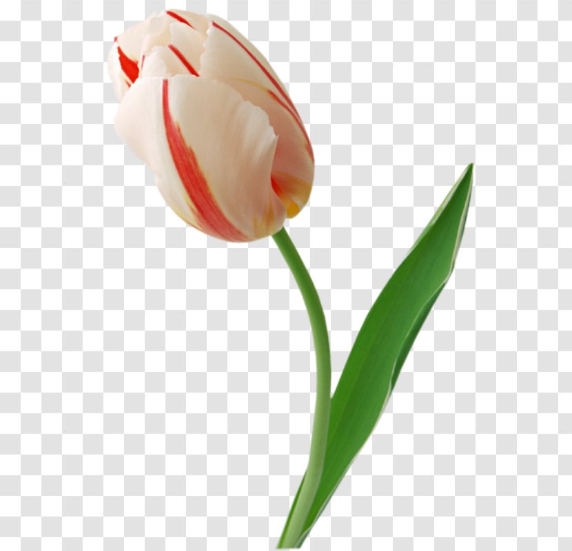 Tulip Cut Flowers - Plant Transparent PNG