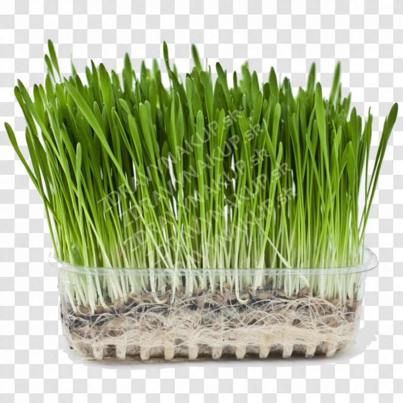 Organic Food Barley Wheatgrass Beer Health - Biological Rosemary Grass Transparent PNG