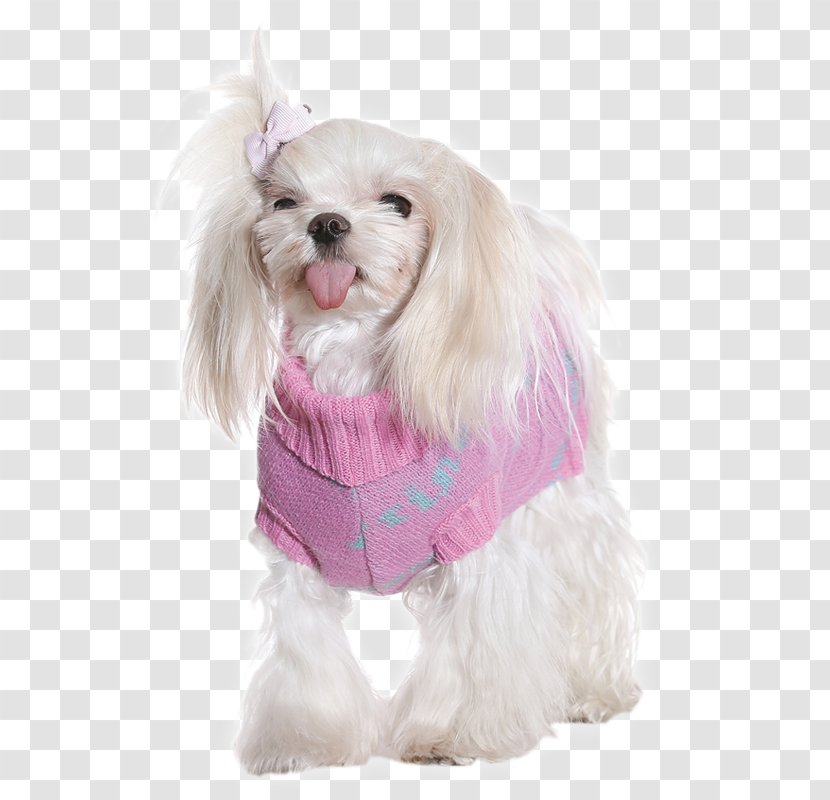 Cavachon Maltese Dog Shih Tzu Puppy Breed - Companion Transparent PNG