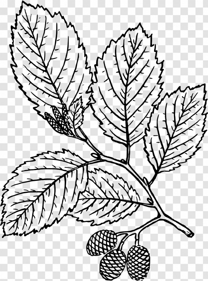 Alder Nature Drawing And Design; Botany - Flora - Tree Transparent PNG