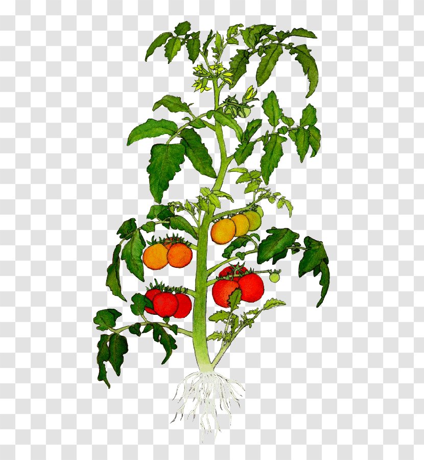 Heirloom Tomato Botanical Illustration Plant Drawing Cherry - Growing Tomatoes - Green Leaves Transparent PNG