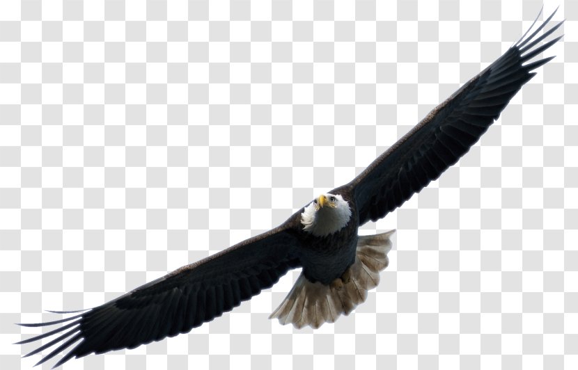 Bird Airplane Eagle Drone Racing - Flying Transparent PNG