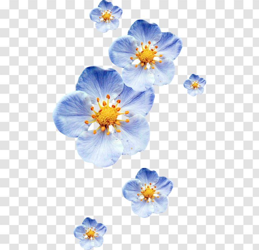 Petal Blue Color Flower - Gradient - Forget Me Not Transparent PNG